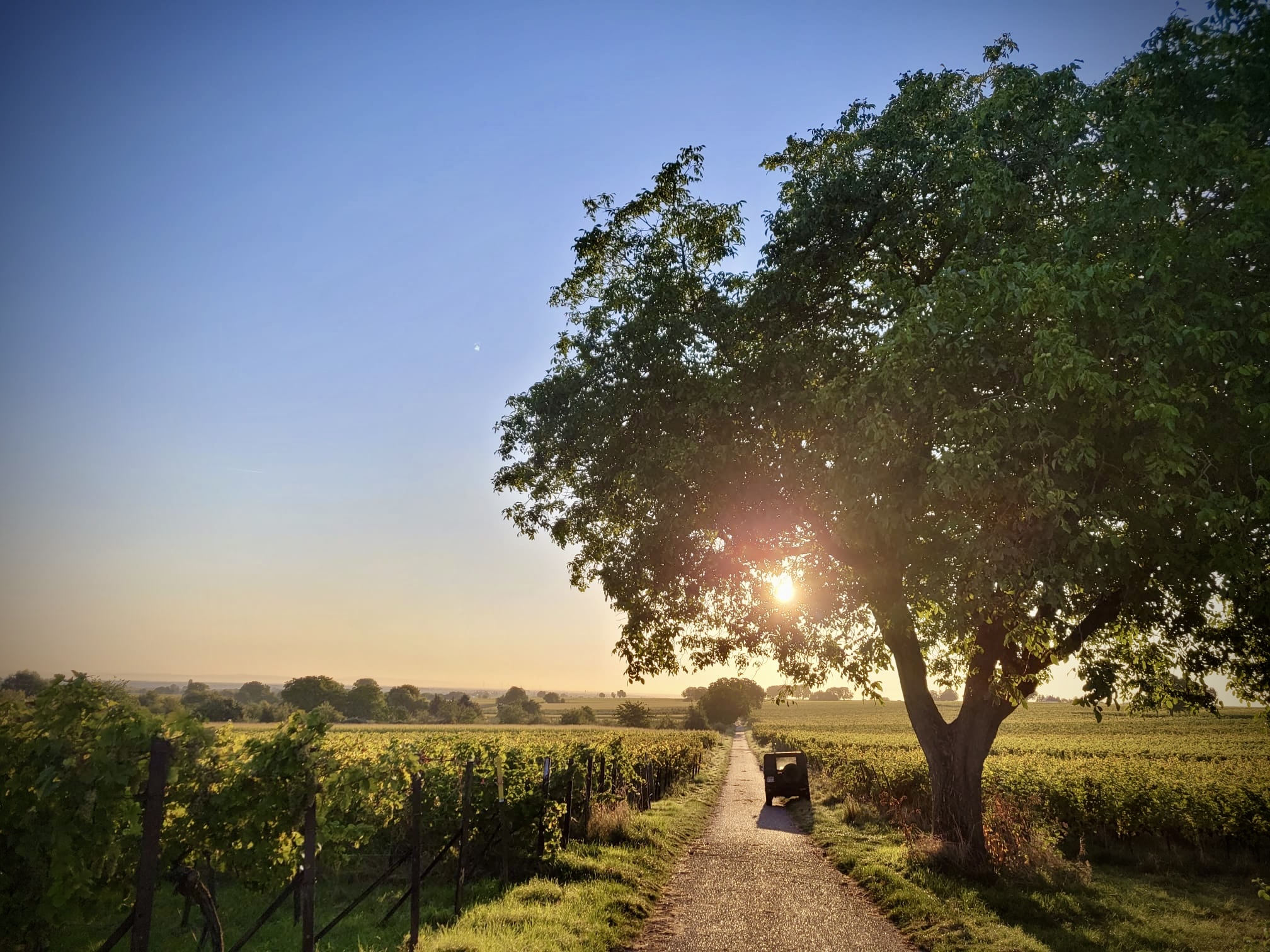 Zwei Winzern zwischen Weinreben