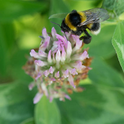 Naturschutz – Insekten im Weinberg