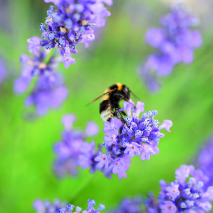 Biene auf Blüte von Wildlavendel
