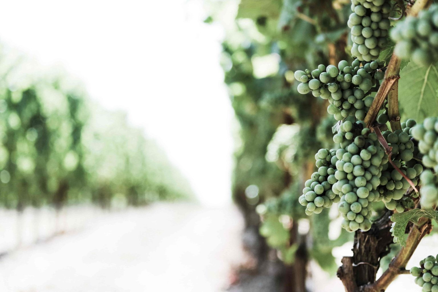 Sauvignon-Blanc-Weintrauben, wie wir sie auch bei uns in der Pfalz anbauen
